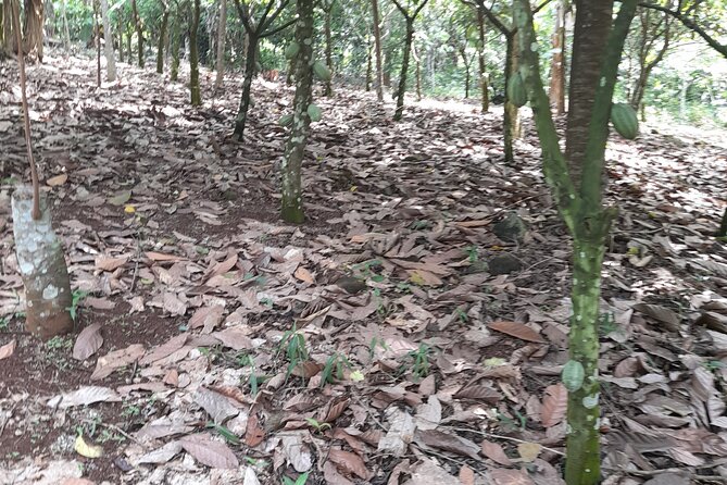 1 Day cocoa farm tour - Why cocoa makes a worthwhile day trip from Accra