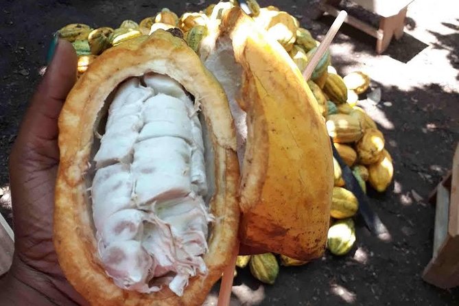 1 Day cocoa farm tour - The 7:30 am start and the road to Asamankese