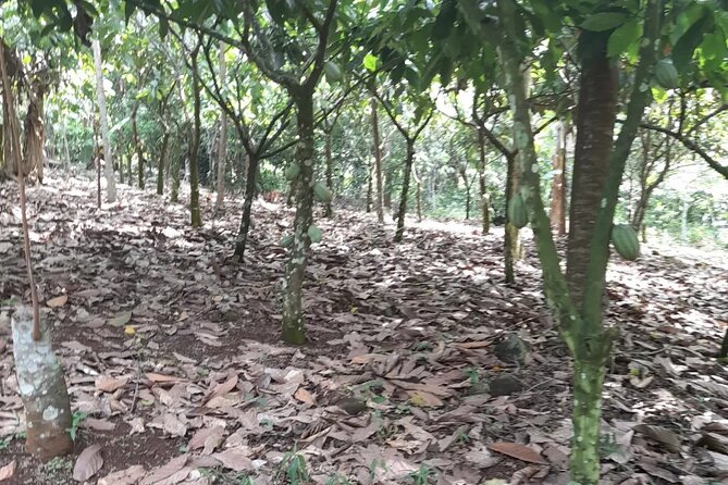 1 Day cocoa farm tour - What the private format changes