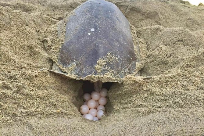 4 in 1 Tour - Mazunte, Cacao Factory, La Ventanilla National Park & Turtle Spawn - A two-hour Mexican lunch stop