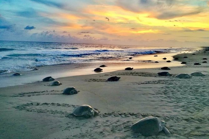 4 in 1 Tour - Mazunte, Cacao Factory, La Ventanilla National Park & Turtle Spawn - What the $218 price really covers