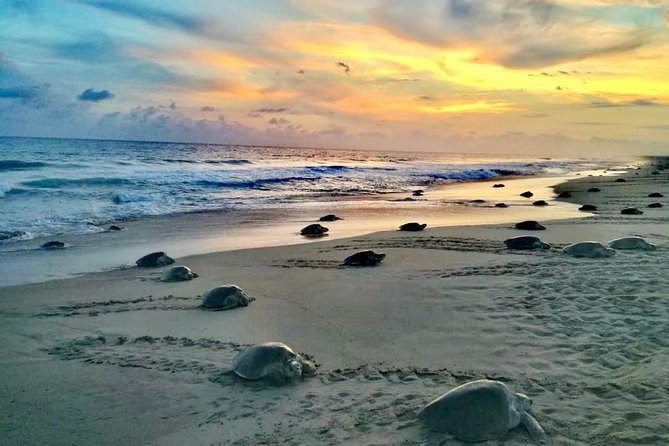 4-in-1 Tour - Mazunte,Cacao Factory, La Ventanilla & Turtle Spawn - Four reasons this day trip earns a place on your Huatulco plans