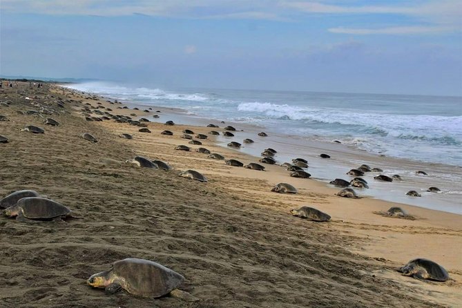 4-in-1 Tour - Mazunte,Cacao Factory, La Ventanilla & Turtle Spawn - Mazunte’s women-run co-op and its conservation story