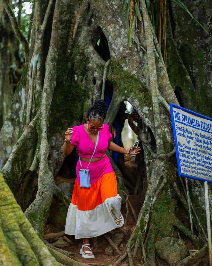 Accra: Aburi Botanical Garden, Cocoa Farm, and Waterfall … - A short forest path to Asenema Waterfall