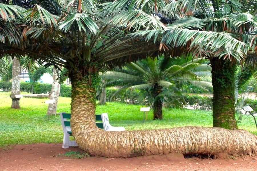 Accra Aburi Eco & Cocoa Experience: Gardens Waterfall &Lunch - Key points at a glance