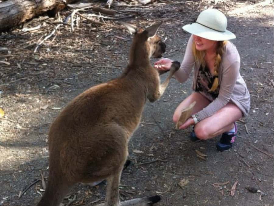Adelaide: Barossa Day Out: Wines, Brewery, Chocolate & Lunch - Menglers Hill gives you the Barossa from above