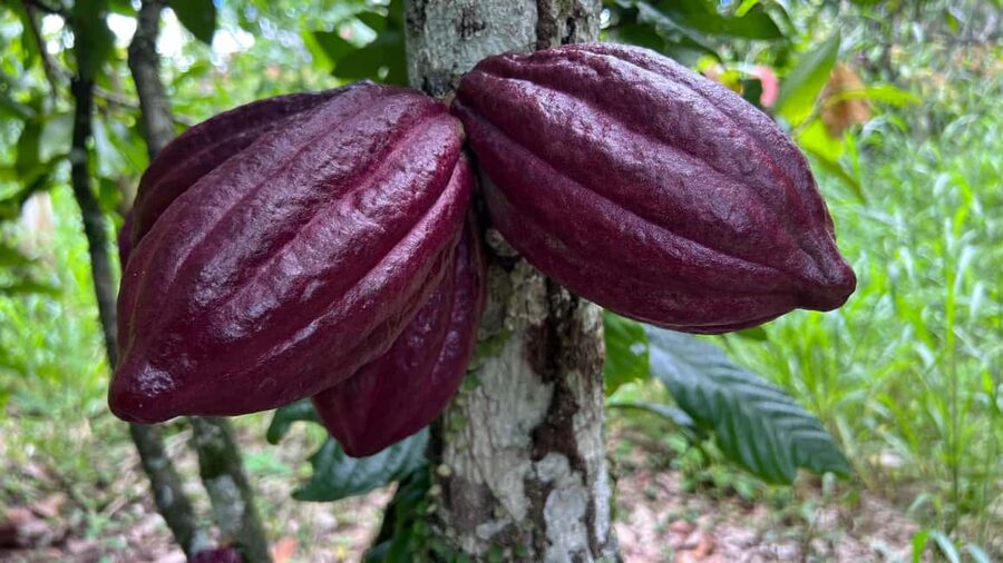 Ancestral Cocoa Tasting in Ronda – Tree to Cup Experience - A different kind of chocolate stop in Ronda