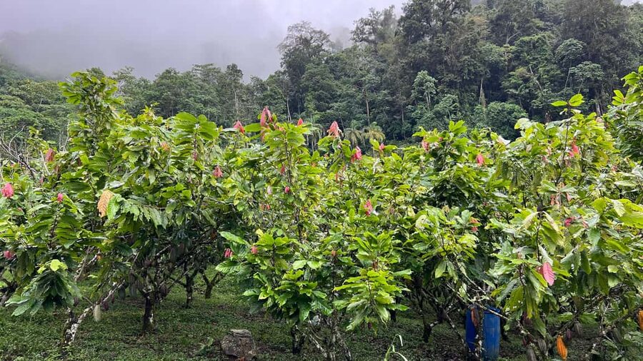 Ancestral Cocoa Tasting in Ronda – Tree to Cup Experience - Three cocoa varieties from Peru and Ecuador