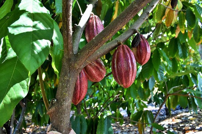 Award Winning Farm Tour: Coffee, Chocolate and Unique Gifts - A gift shop with useful souvenirs
