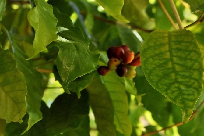 Award Winning Farm Tour: Coffee, Chocolate and Unique Gifts - The guide makes the difference