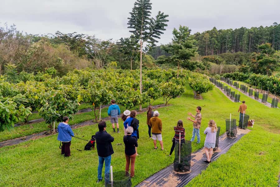 Big Island Hawaii: Craft Chocolate Tasting and Farm Tour - Key Points