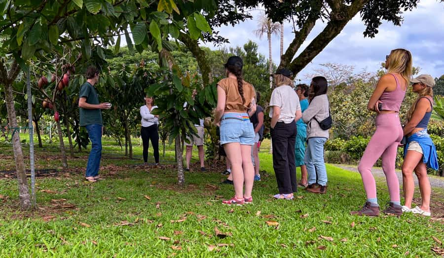Big Island Hawaii: Craft Chocolate Tasting and Farm Tour - Walking Through the Cacao Orchard