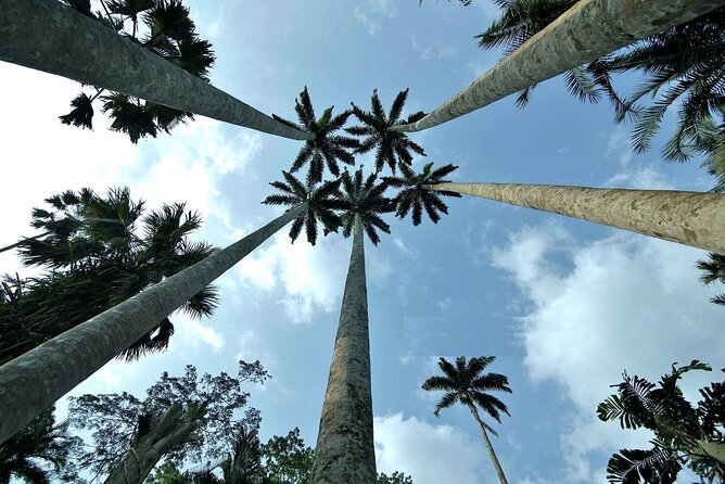 Boti Falls, Umbrella Rock, Aburi Gardens & Cocoa Farm Day Tour - Aburi Botanical Gardens slows the pace