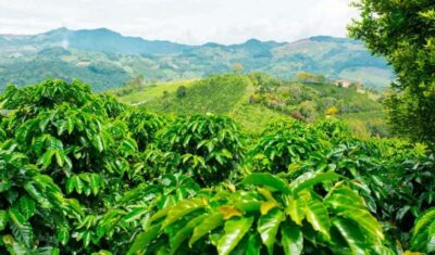 Cacao and Coffee Tour