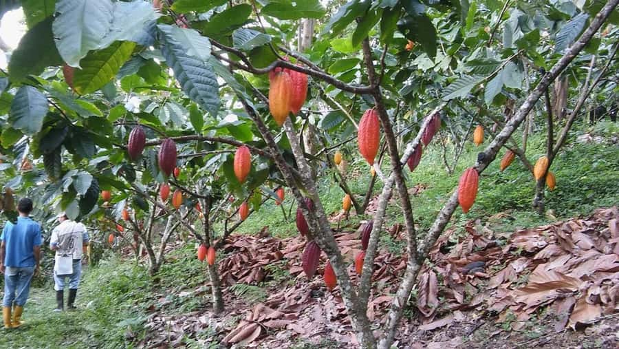 Cacao and Coffee Tour - Tasting organic coffee, raw cacao, and hot chocolate