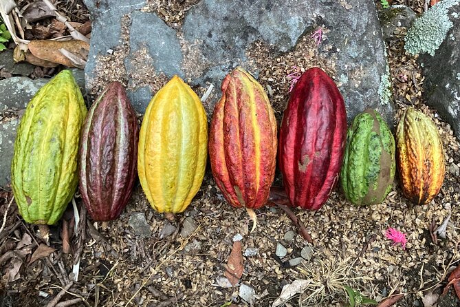 Cacao day experience from the wood to your cup! - Why this Oaxaca day trip feels different