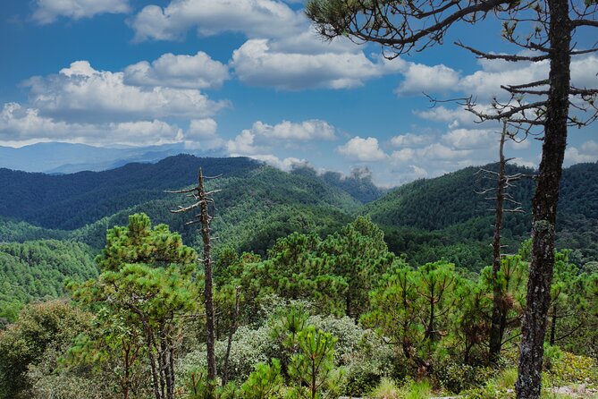 Cacao day experience from the wood to your cup! - Stop 2: Ixtepeji and the Sierra Norte forest