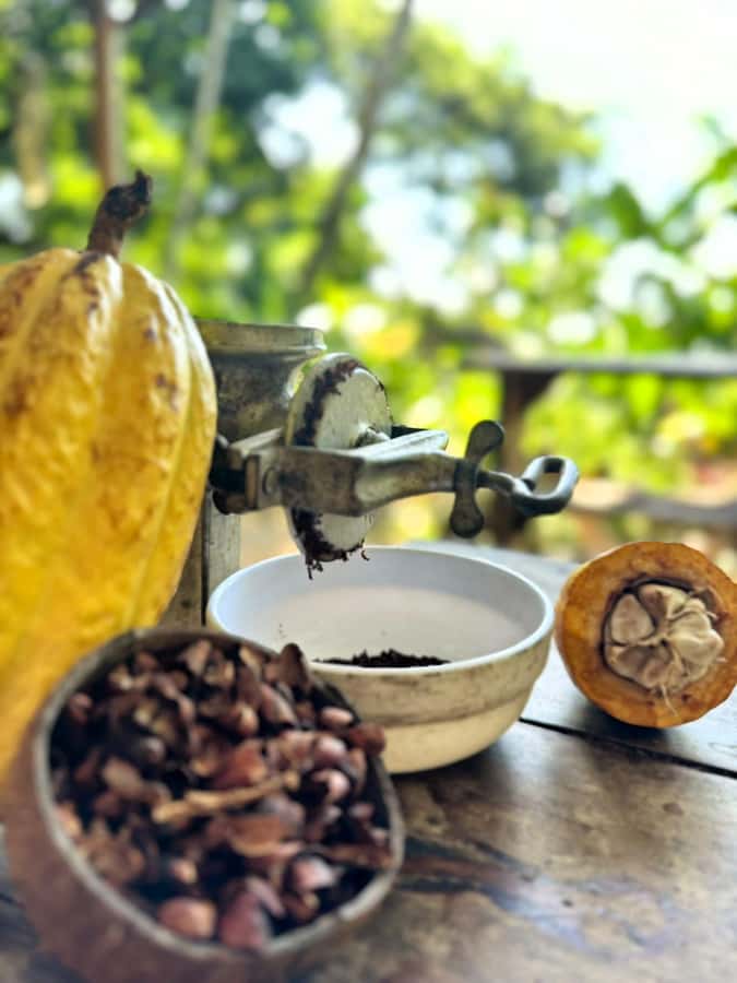 Cacao Experience Tour - Key points at a glance