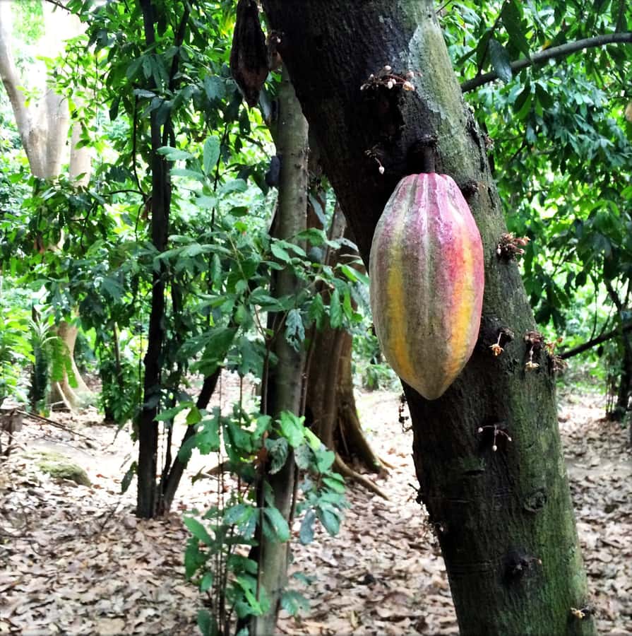 Cacao Experience Tour - Meeting Andrés at Minca’s church
