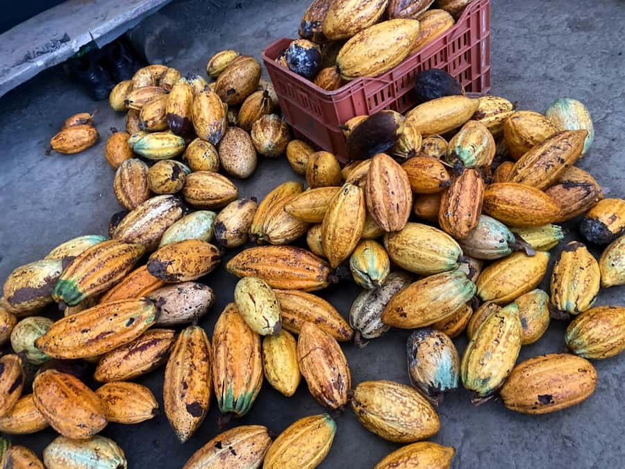 Cacao Experience Tour - Why the small-group size matters
