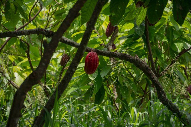 Cacao Farm Excursion Day Trip from Guayaquil - From Guayaquil to the cacao country near Naranjal