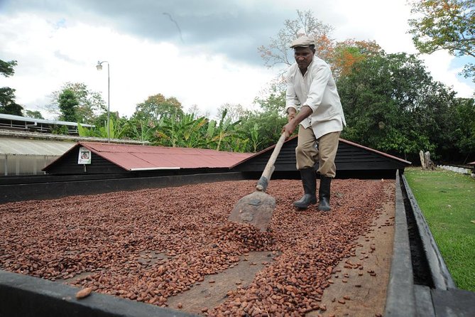 Cacao Plantation and Chocolate Factory Tour- Chocolate Lovers - Why this cacao tour is more than a chocolate tasting