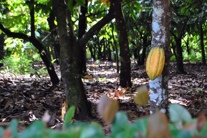 Cacao Plantation and Chocolate Factory Tour- Chocolate Lovers - Seeing how a cacao pod becomes usable beans
