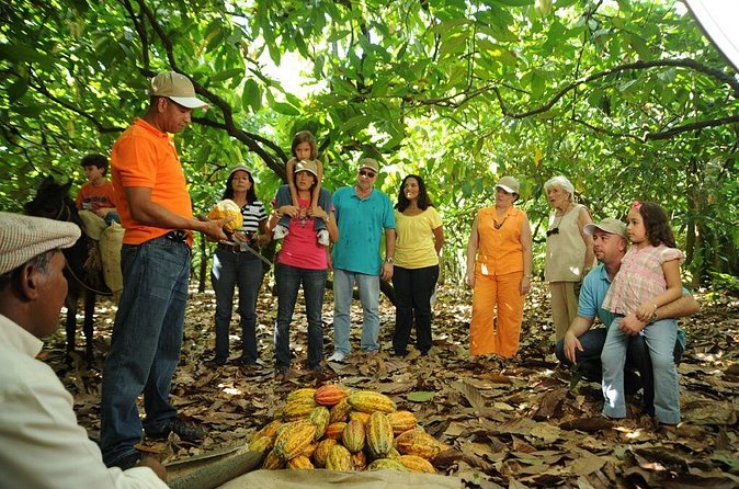Cacao Plantation and Chocolate Factory Tour- Classic - A Dominican buffet and hot chocolate at midday