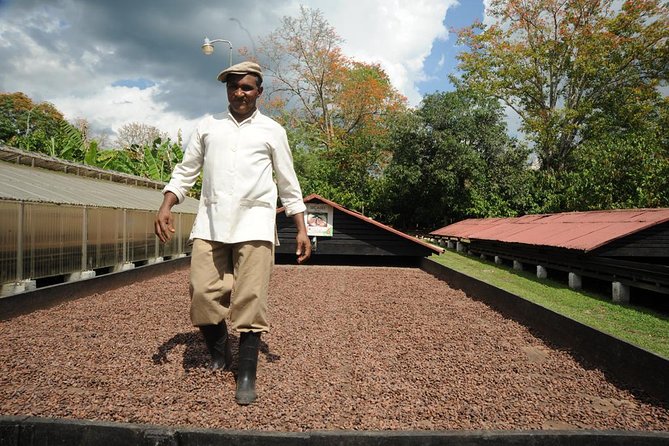 Cacao Plantation and Chocolate Factory Tour- Classic - Why the Dominican setting matters