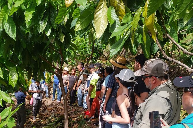 Cacao Walking Tour in Puerto Rico - Key points to know before booking