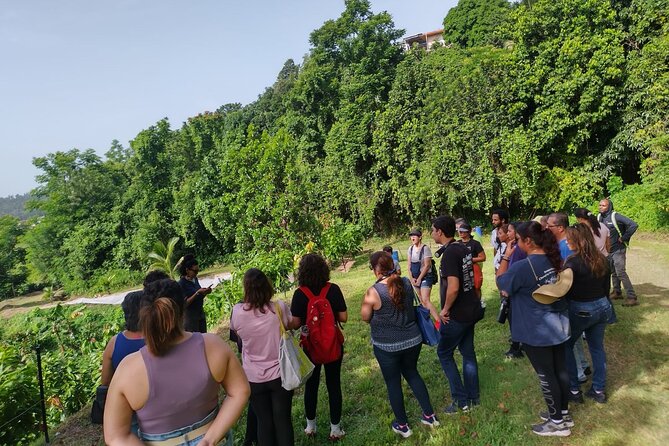 Cacao Walking Tour in Puerto Rico - Following the beans toward a chocolate bar