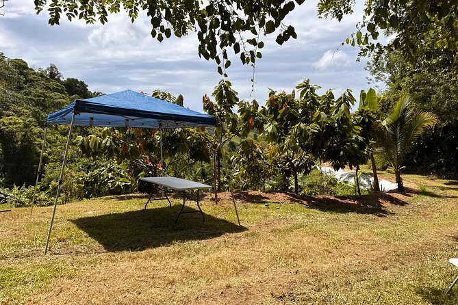 Cacao Walking Tour in Puerto Rico - Language and family considerations