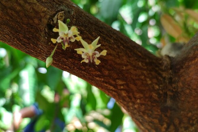 Cacao Walking Tour in Puerto Rico - Timing, weather, and what to bring