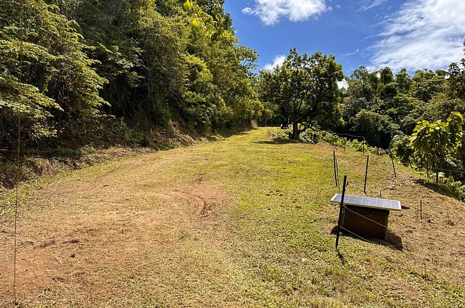 Cacao Walking Tour in Puerto Rico - The main strengths and limitations