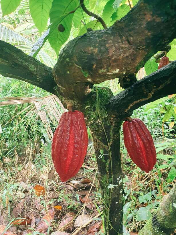 Can Tho: Countryside Cycling Tour with Cocoa Farm Visit - Crossing the River by Local Ferry