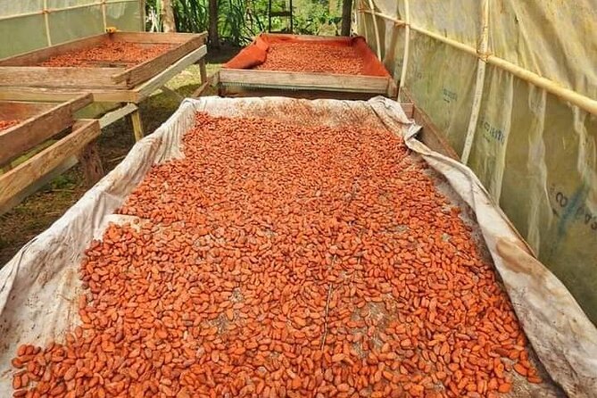 Chocolate and Coffee Tour Farm Don Jorge - Who will enjoy Don Jorge most