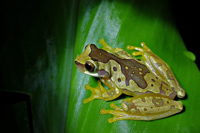 Chocolate and Night Tour in La Fortuna - Key points at a glance