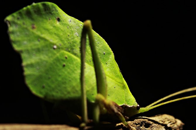 Chocolate and Night Tour in La Fortuna - The night walk and its wildlife