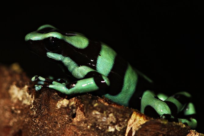 Chocolate and Night Tour in La Fortuna - Best for families, photographers, and first-time night walkers