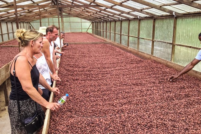 Chocolate Factory Belmont Estate, Annandale Falls & Grand Etang Lake Tour - Belmont Estate: the reason to allow two hours