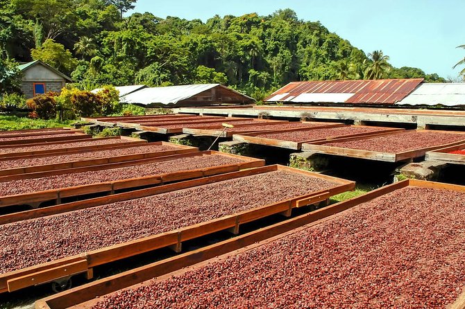 Chocolate Factory Belmont Estate, Annandale Falls & Grand Etang Lake Tour - The small-group setup and guide experience