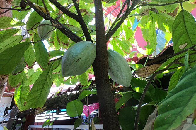 Chocolate Tasting & mayan Presentation - Lunch is the relaxed finish, with tacos and local guidance