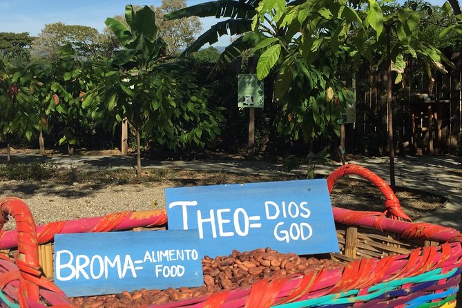 Chocolate Tour in Vallarta - Key points to know before you book