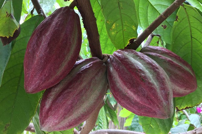Chocolate Tour in Vallarta - From cacao flower to chocolate bar