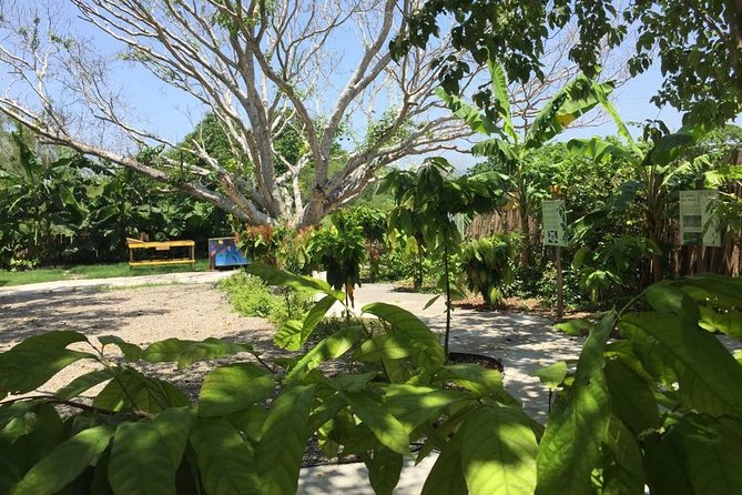 Chocolate Tour in Vallarta - What the $39 price really covers