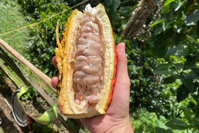 Chocolate tour near Medellin - Arriving at a real family cocoa farm