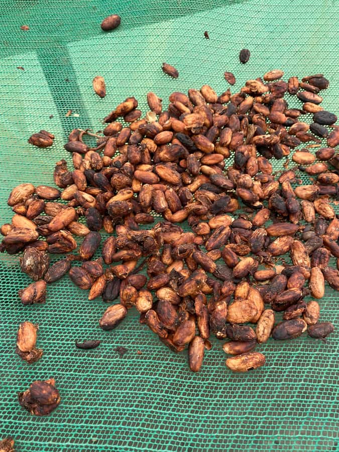 Chocolate tour near the Medellín - From Medellín to a working farm near Barbosa