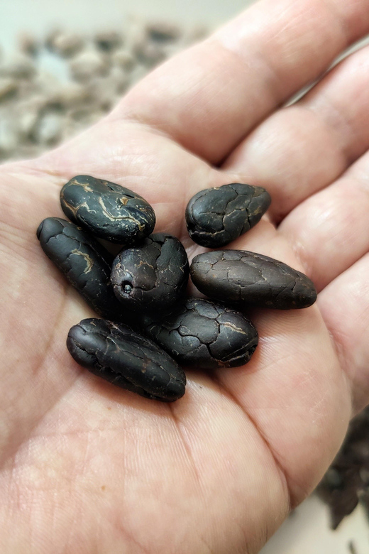 Chocolatier for a day: raw bean to bar chocolate in Modica - The opening lesson: cacao origins and bean selection