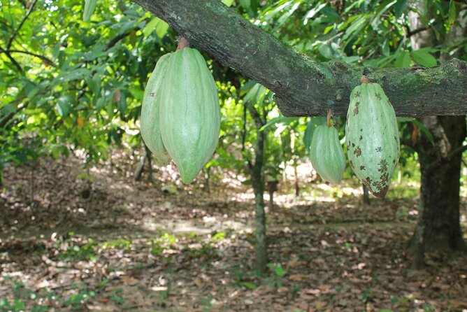 Cocoa & Artisan Chocolate Route with an Historical Tour in Puerto Plata City - Returning to Puerto Plata’s historic center