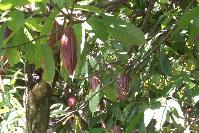 Cocoa & Artisan Chocolate Route with an Historical Tour in Puerto Plata City - Is $98 a fair price?